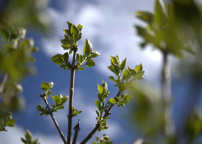 New Spring Growth Against Blue Sky