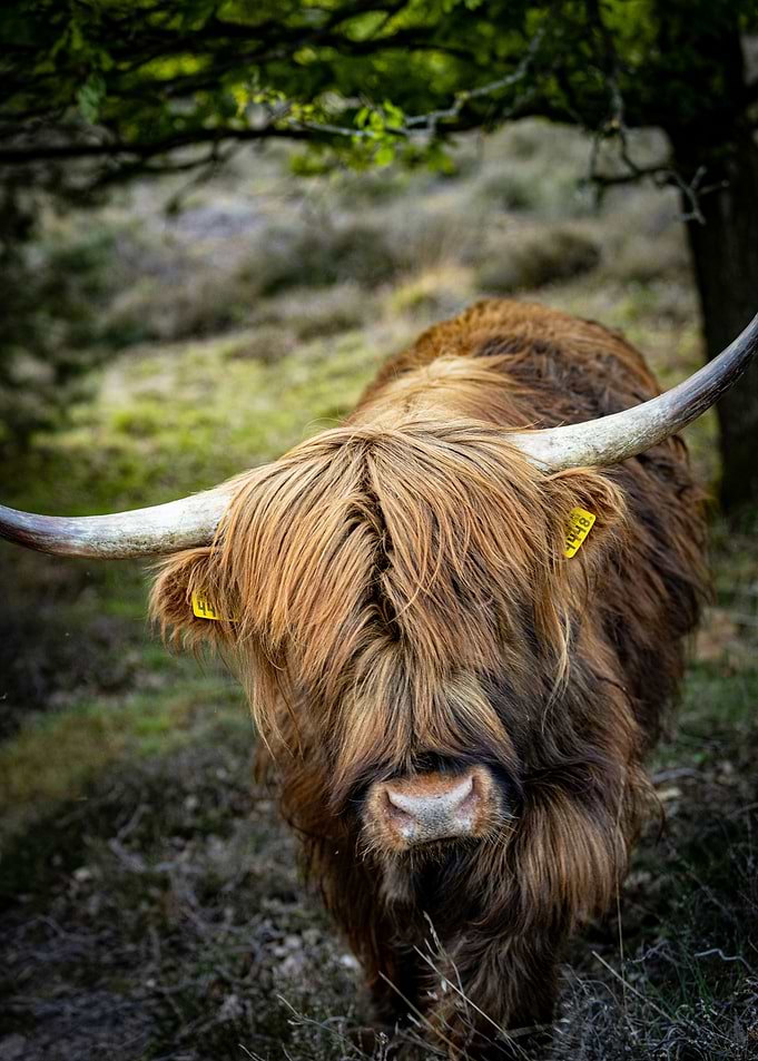 Highland Cow with Long Horns
