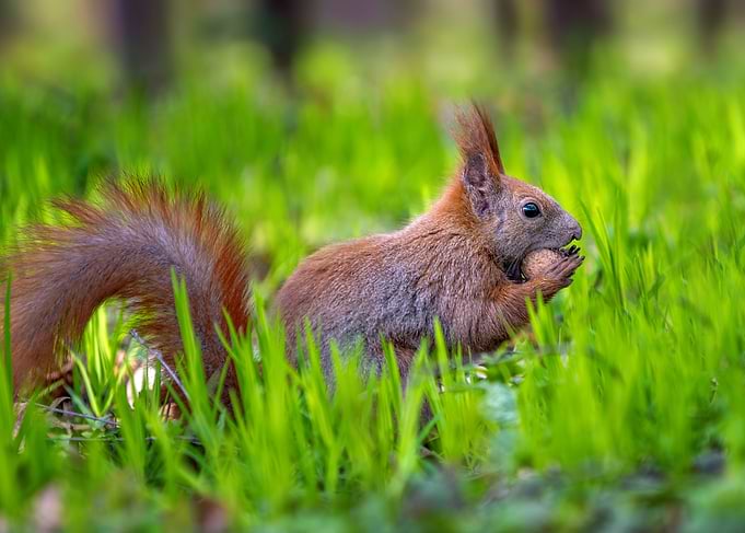 Squirrel eating a nut in grass