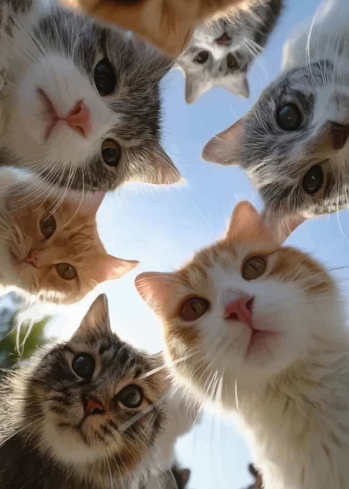 Group of Cats Looking Down