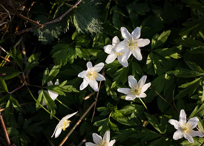 White Anemone Flowers in Green Foliage