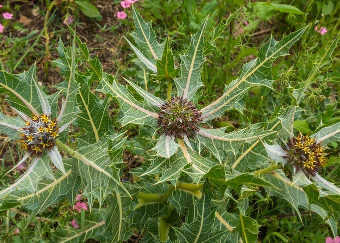 Thorny plant with yellow flowers