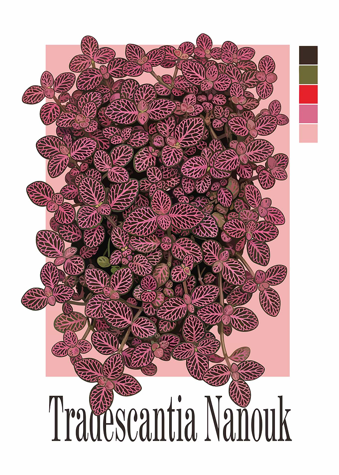 Tradescantia Nanouk Plant Illustration