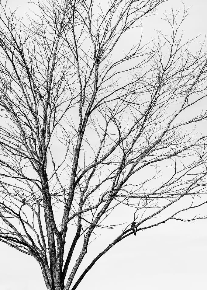 Bare Tree Branches with a Bird
