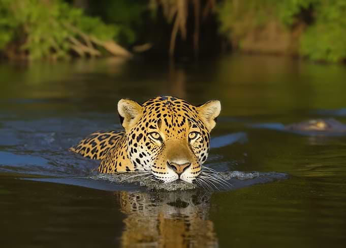 Jaguar swimming in a river