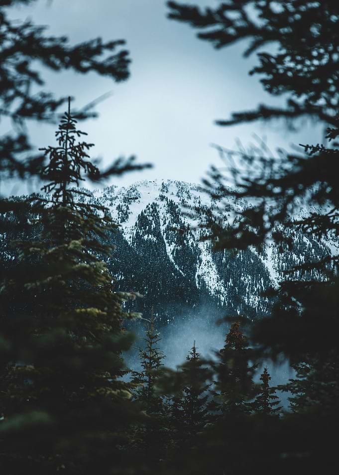 Snowy Mountain Peak Through Pine Trees