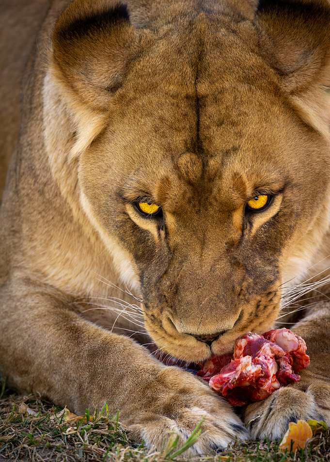 Proper Dinner Etiquette