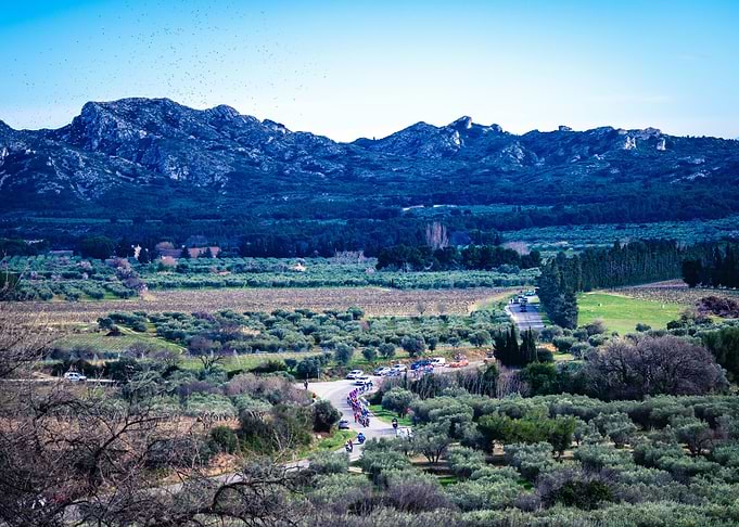 Cycling race through olive groves