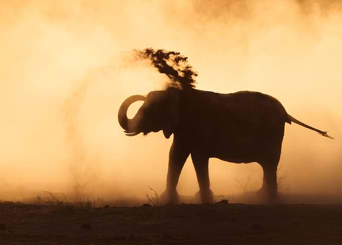 Elephant spraying dust at sunset