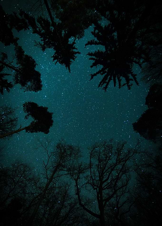 Starry Night Sky Through Trees