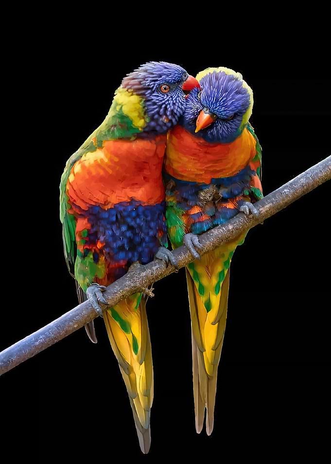 Two Rainbow Lorikeets on a Branch
