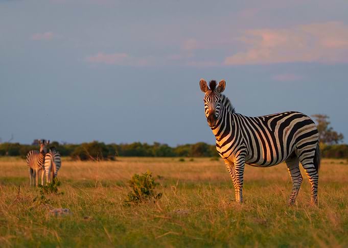 Zebras in golden hour light