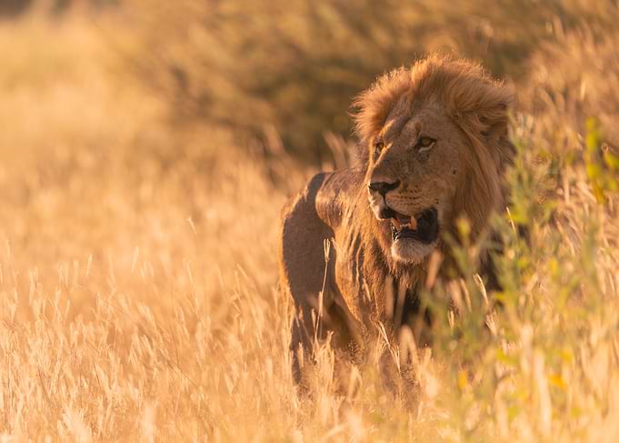 Lion in golden savanna grass