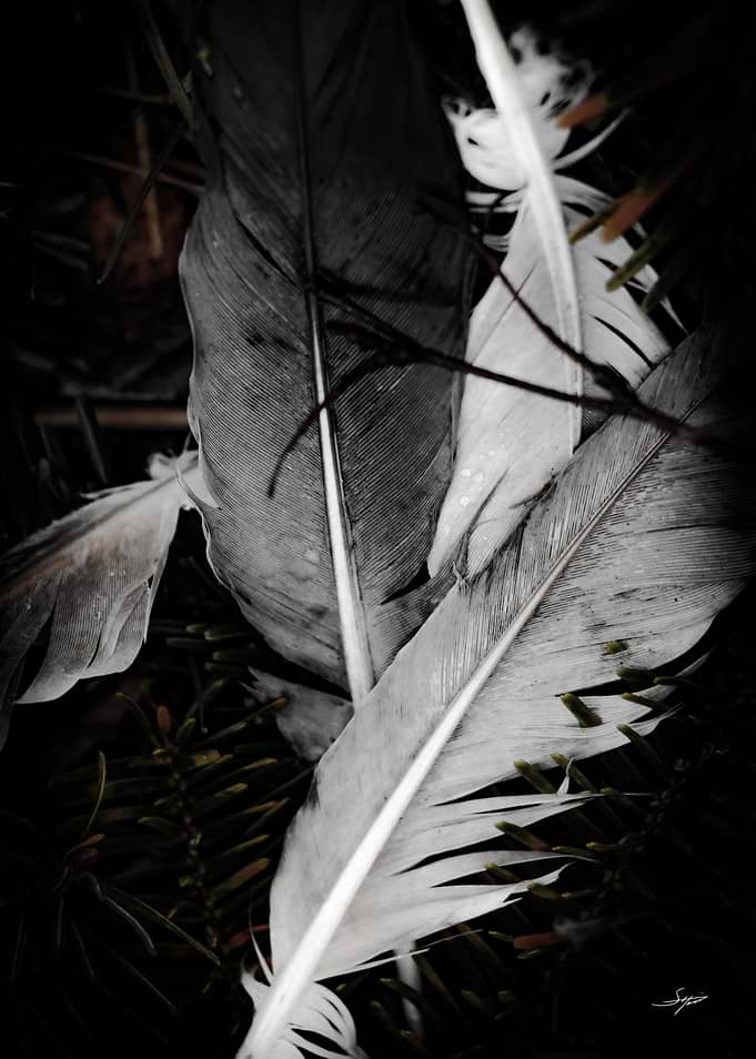 Feather Shine