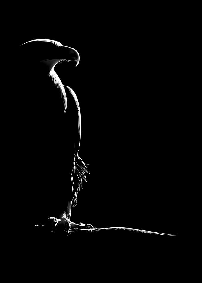 Silhouette Eagle Perched on Branch