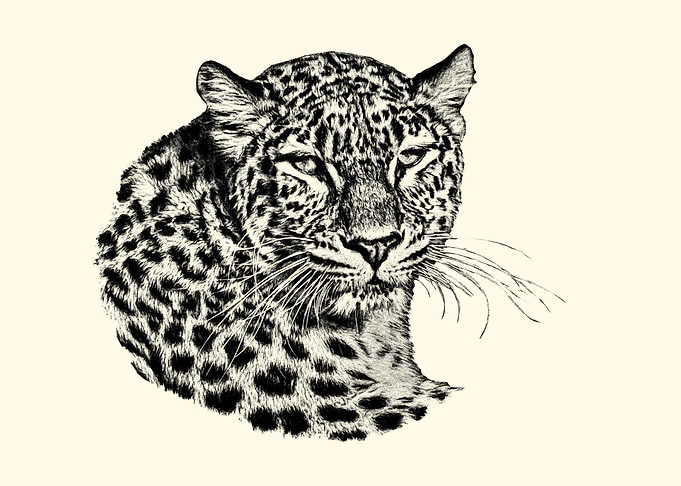 Leopard Portrait Sketch