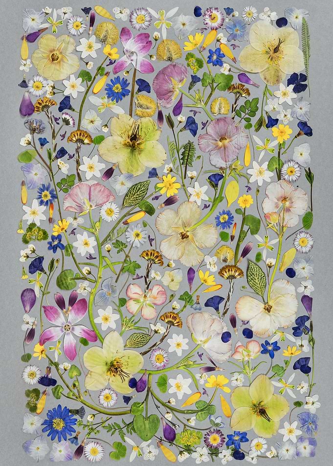 Collage of Pressed Flowers and Leaves