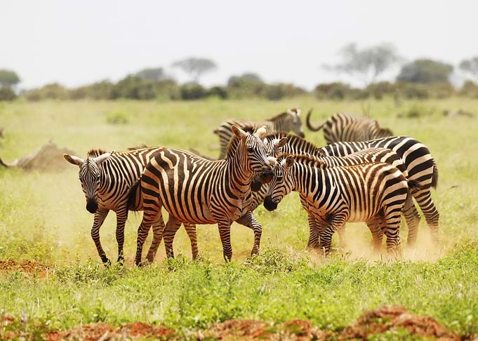 Zebras in a Savannah Landscape