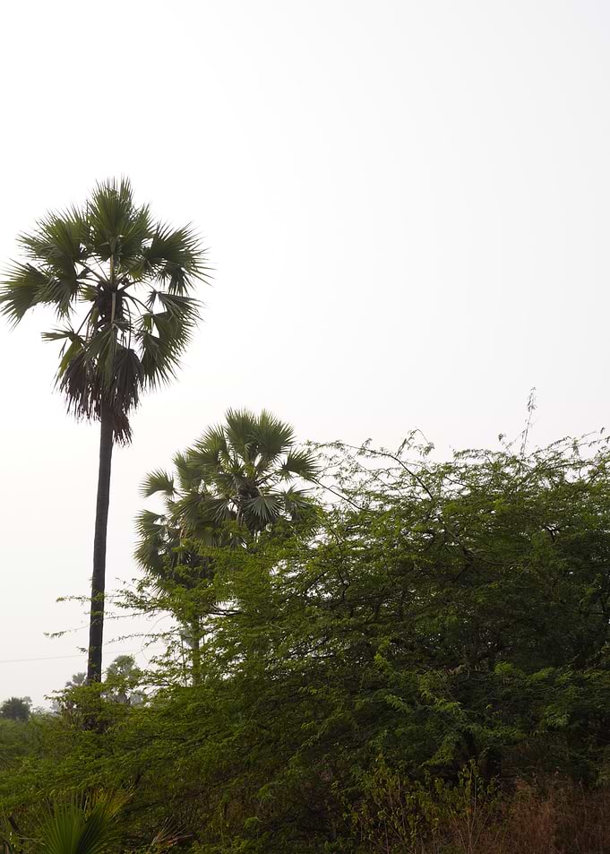 Palm Trees and Lush Greenery