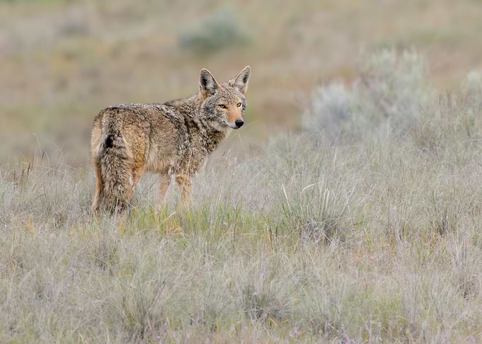 A Coyote Invites You on a Quest
