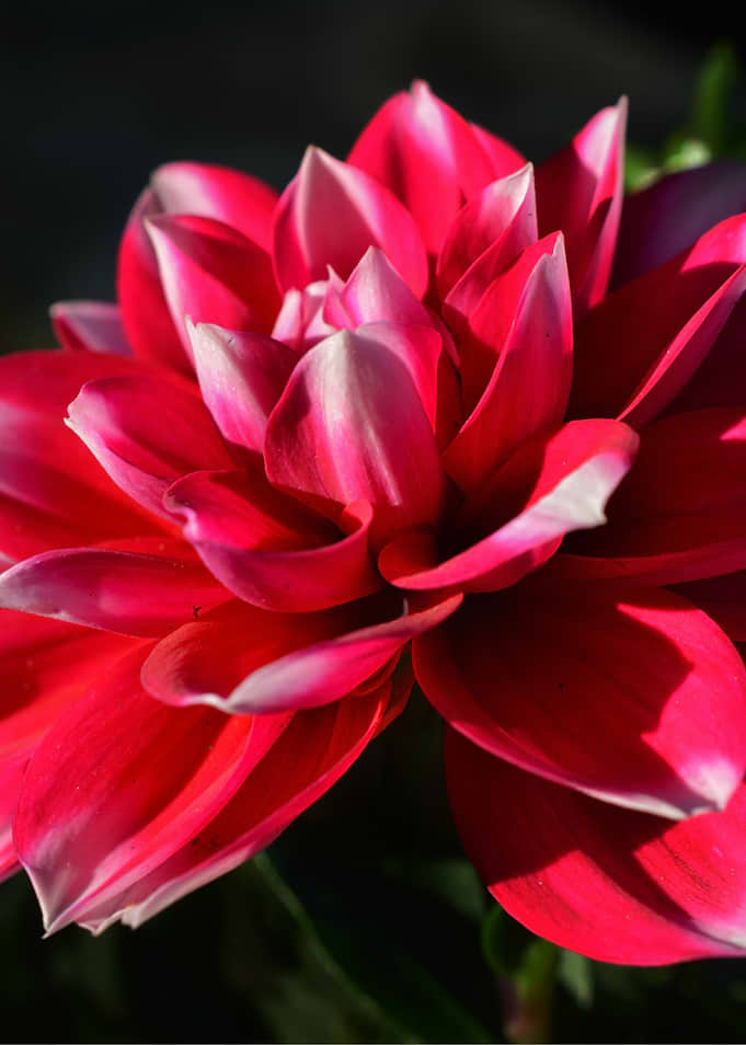 Crimson Bloom – Radiant Red Dahlia