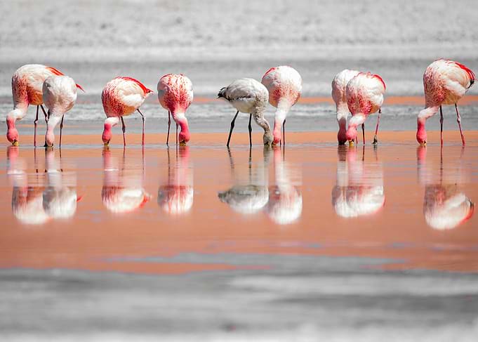 Flamingos feeding in shallow water