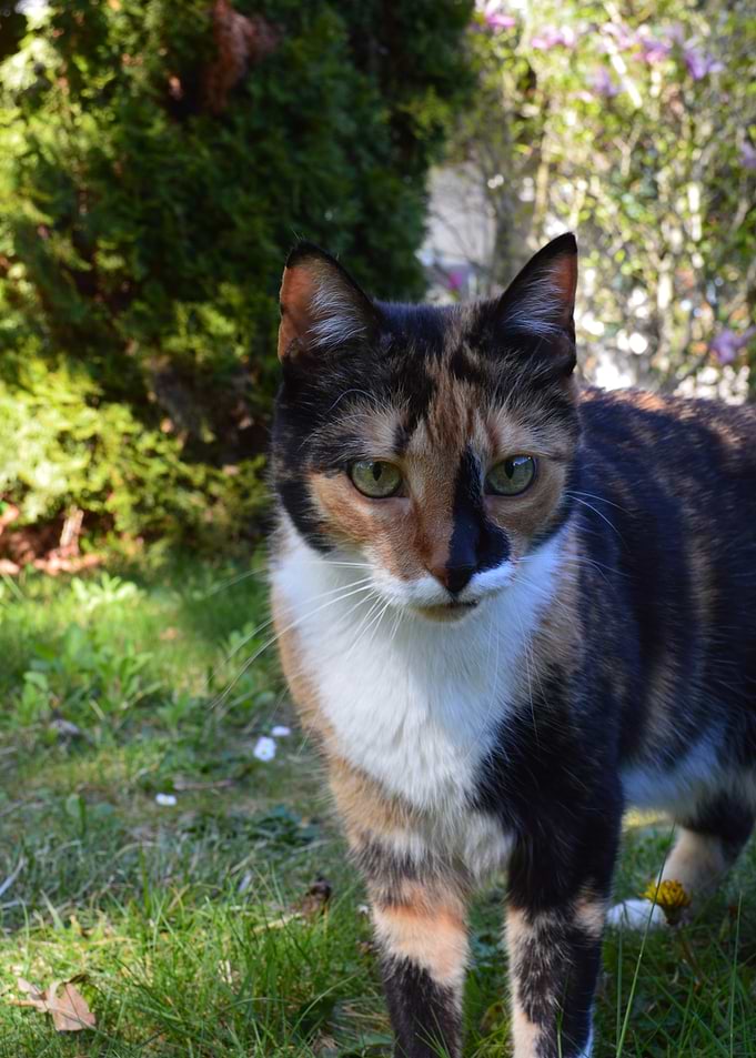 Calico Cat in a Garden