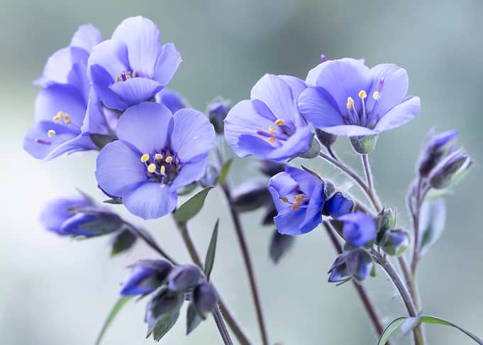 Delicate Blue Jacob's Ladder Flowers