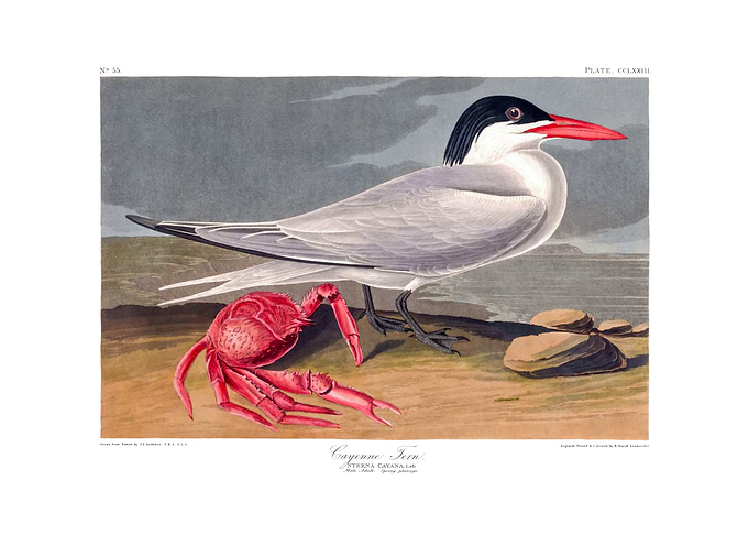 The Birds of America - Cayenne Tern