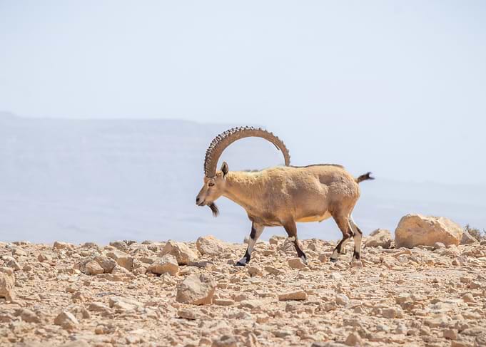 Ibex walking on rocky terrain