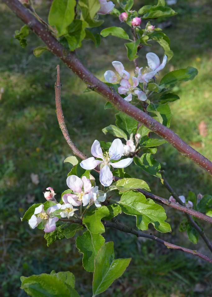 Apple Blossoms on a Branch