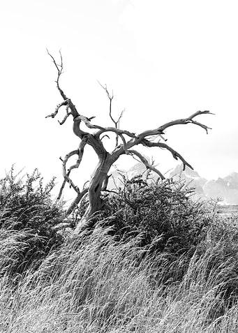 Gnarled Dead Tree in Grassy Landscape