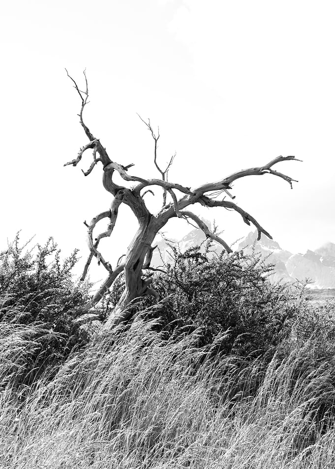 Gnarled Dead Tree in Grassy Landscape