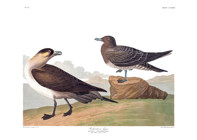 The Birds of America - Richardson's Jager