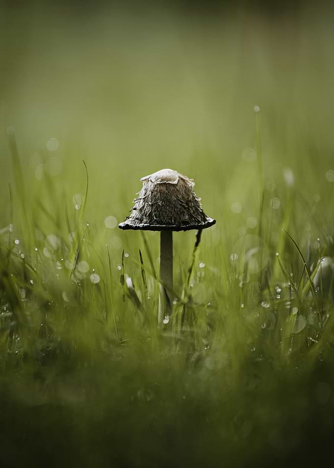 Mushroom in Dewy Grass