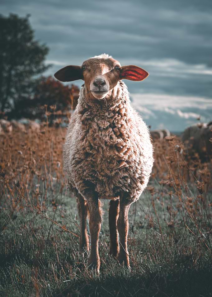 Sheep in a Field
