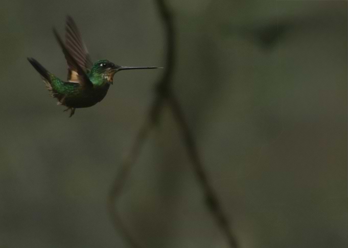 Hummingbird in Flight