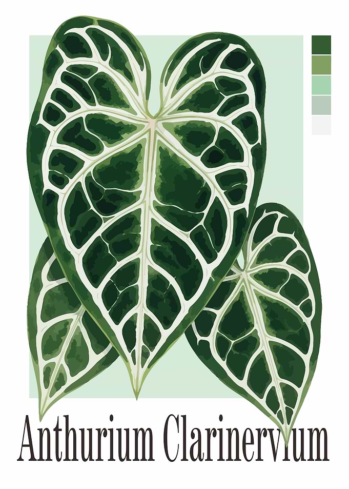 Anthurium Clarinervium Plant Illustration