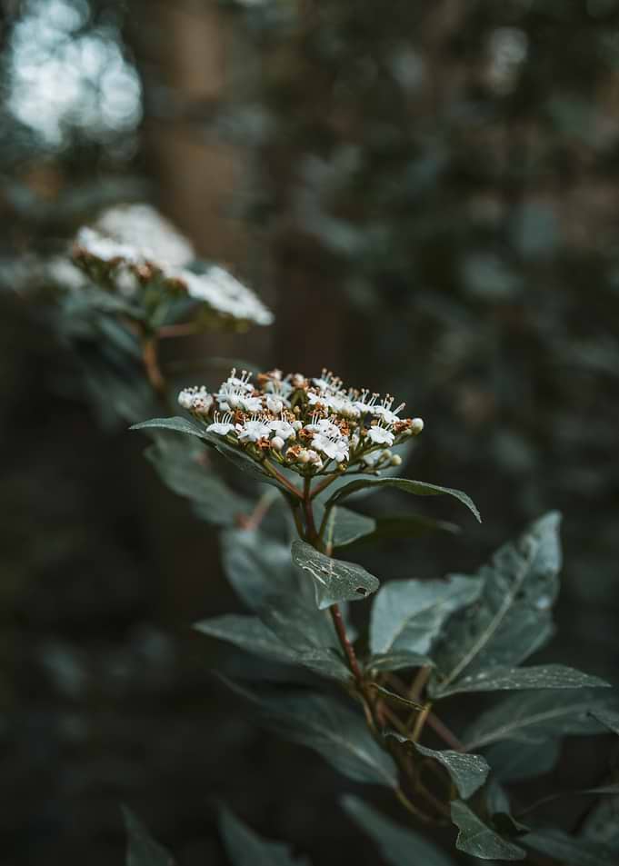 Delicate White Flowers on a Branch