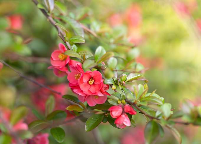 Pink Japanese Quince Blossoms
