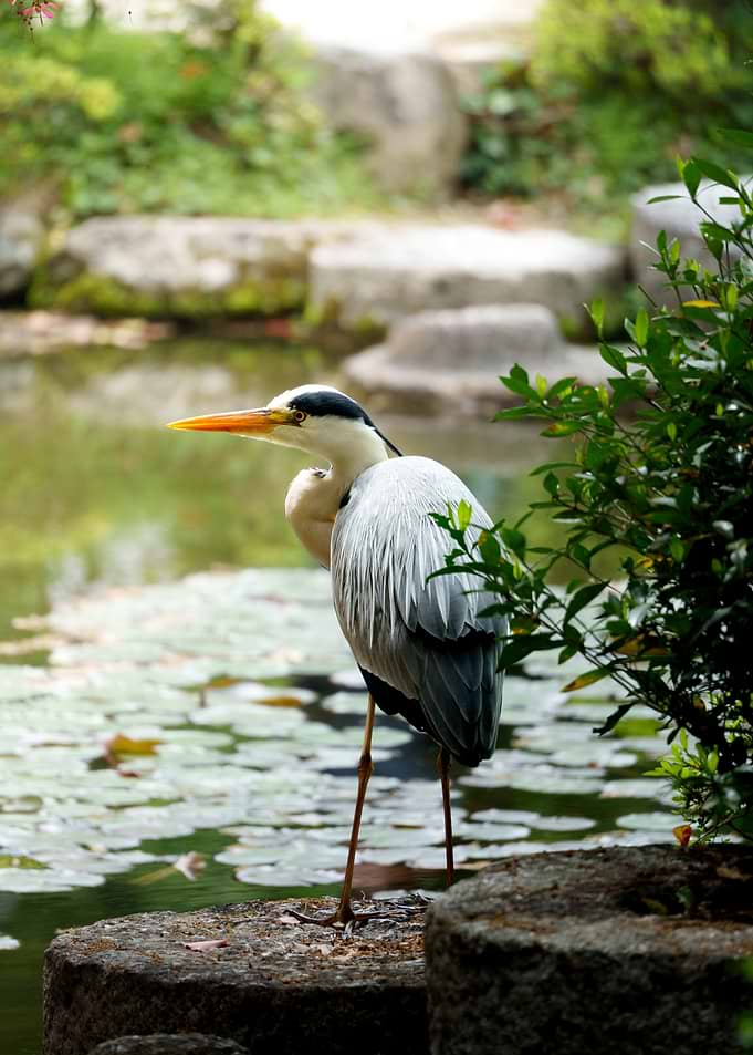 Heron Japanese Garden
