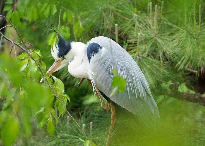 Grey Heron in Greenery