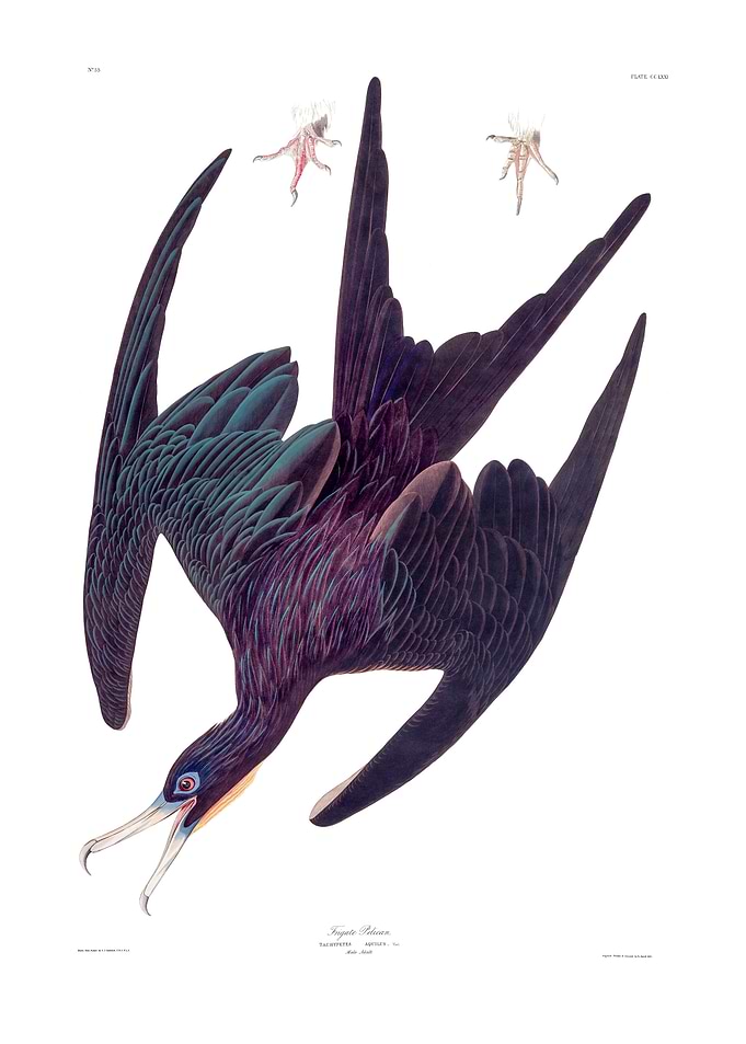 The Birds of America - Frigate Pelican