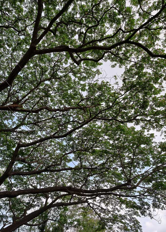 Canopy of a large tree