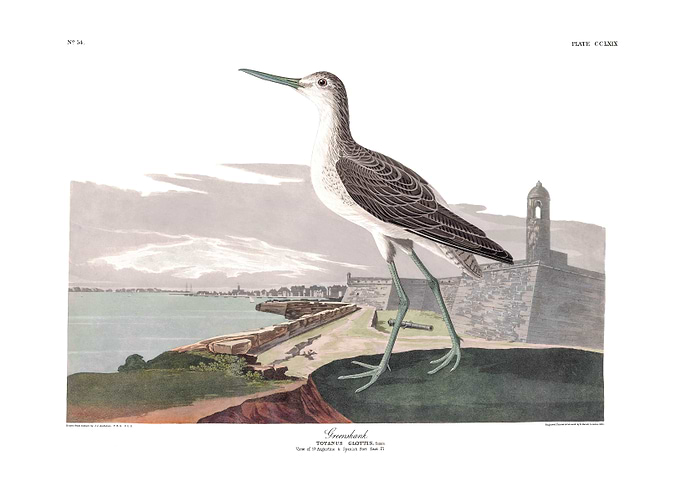The Birds of America - Greenshank