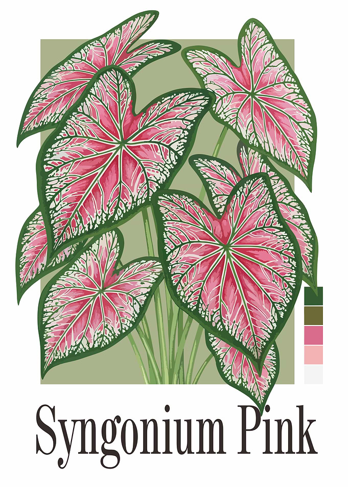 Syngonium Pink Plant Illustration