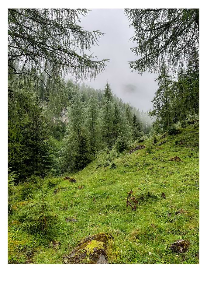 Misty Mountain Forest Landscape