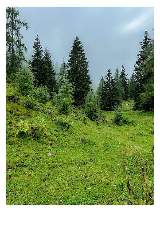 Misty Mountain Forest Meadow