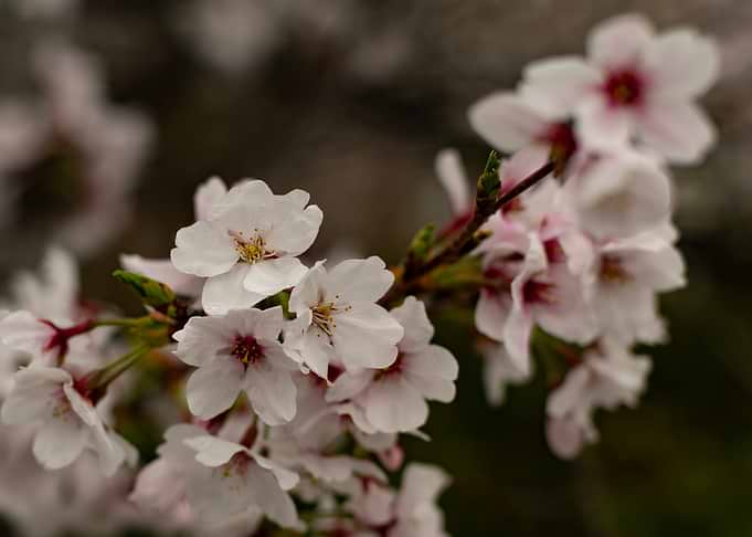 Spring Sakura