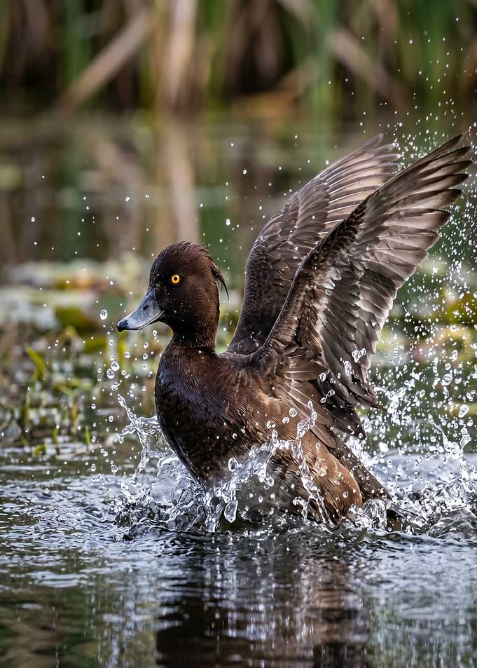 Duck splashing in water